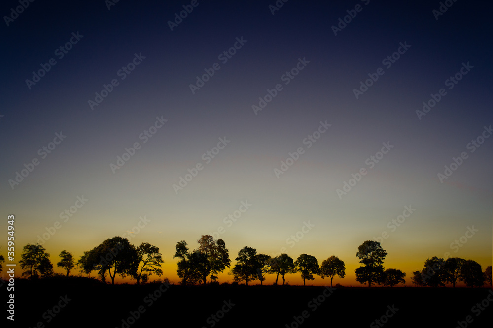 Trees in dusk Trees in dusk