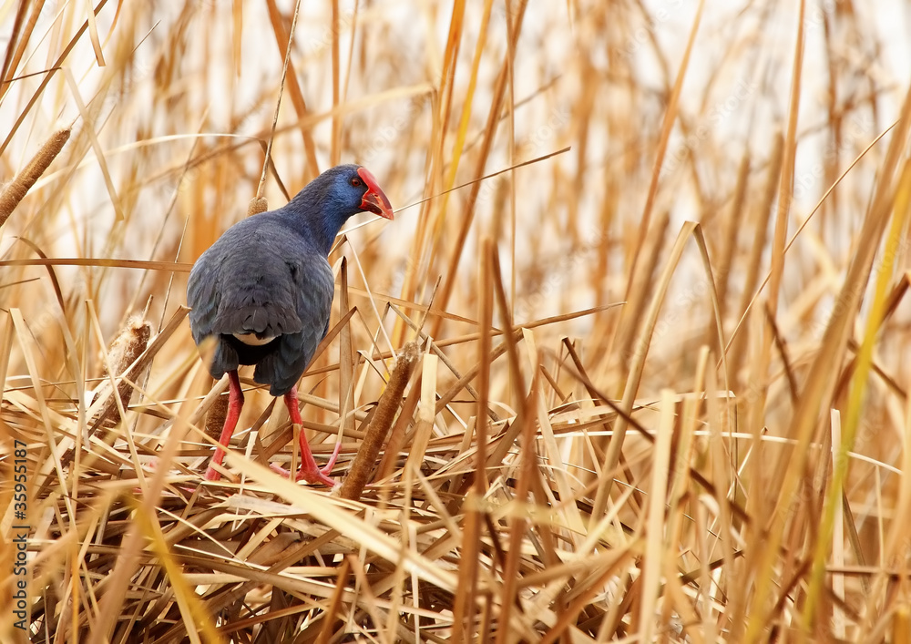 Obraz premium gallinule