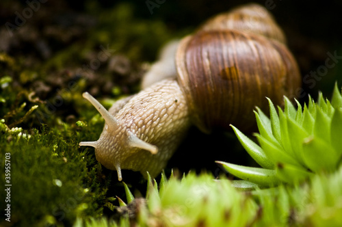 Weinbergschnecke auf Moos Makro