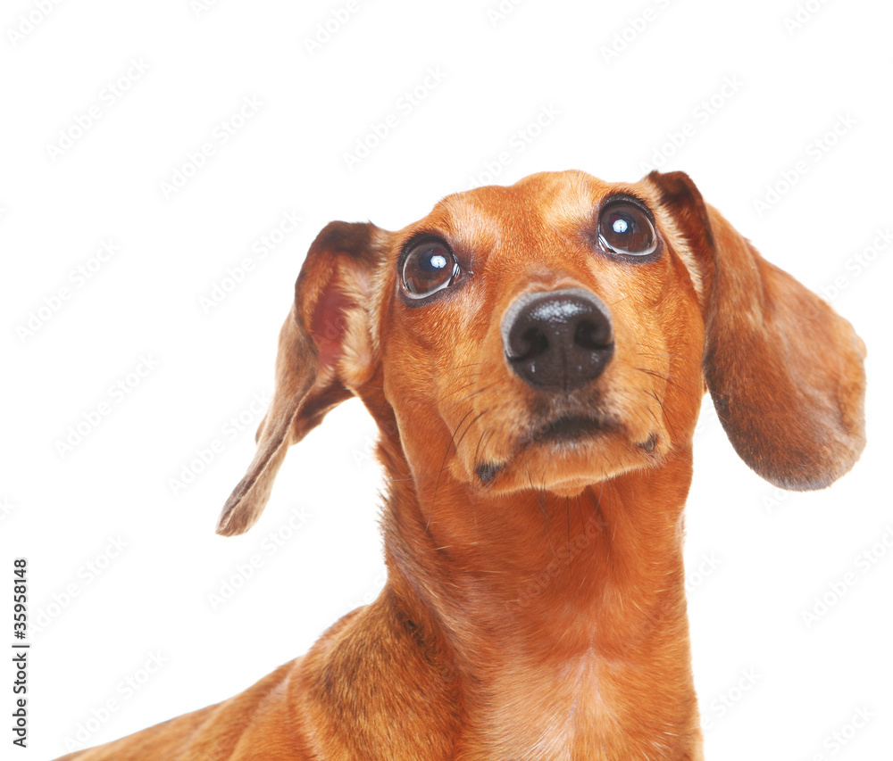 dachshund dog look up