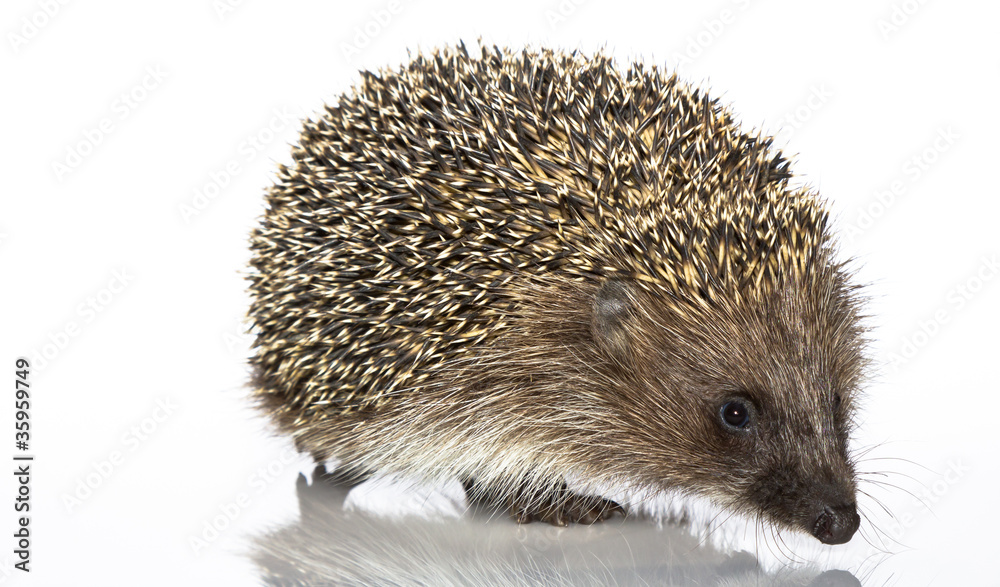 A young hedgehog, about a year