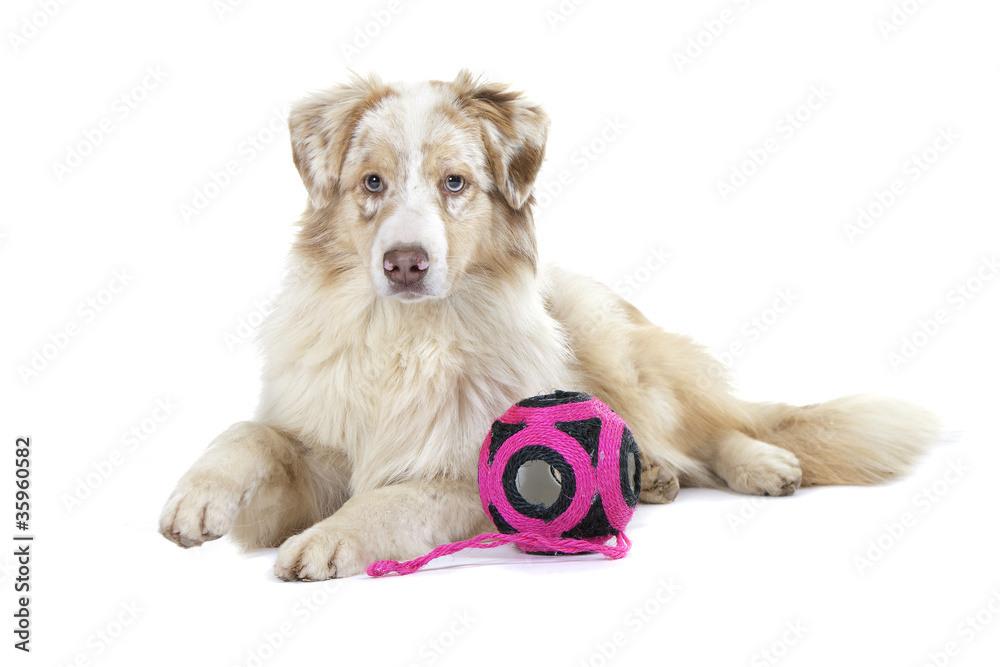 berger australien avec sa balle - jouet pour chien Stock Photo | Adobe Stock