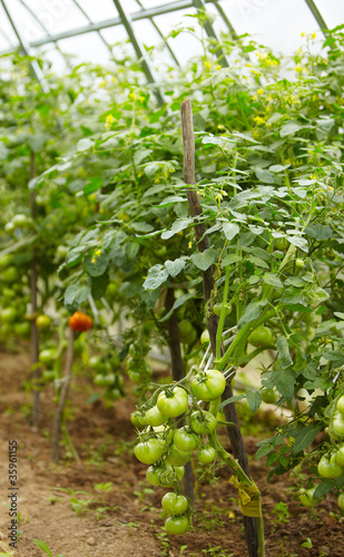 rich harvest of tomatos