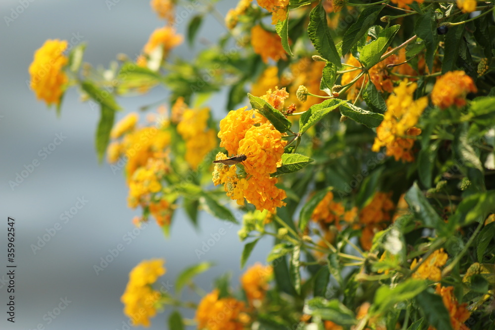 黄色の花 黄色の花