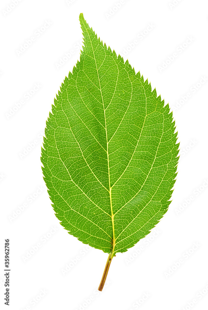green leaf green leaf
