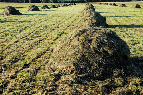 hay stacks photo