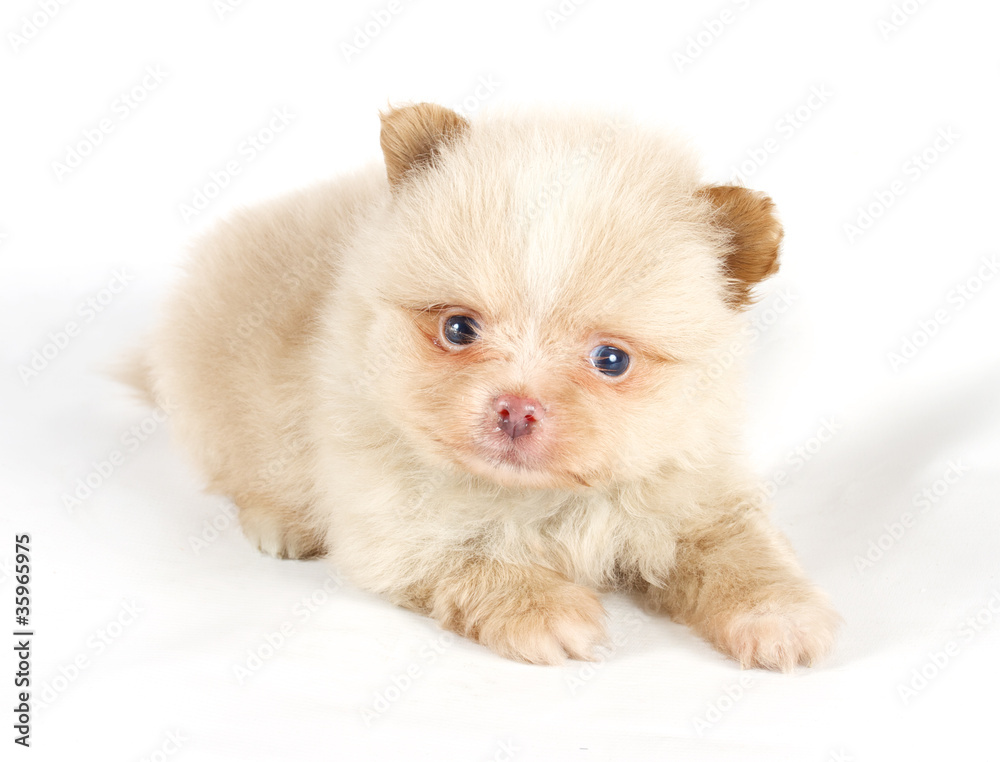 The puppy of the spitz dog in studio The puppy of the spitz dog in studio