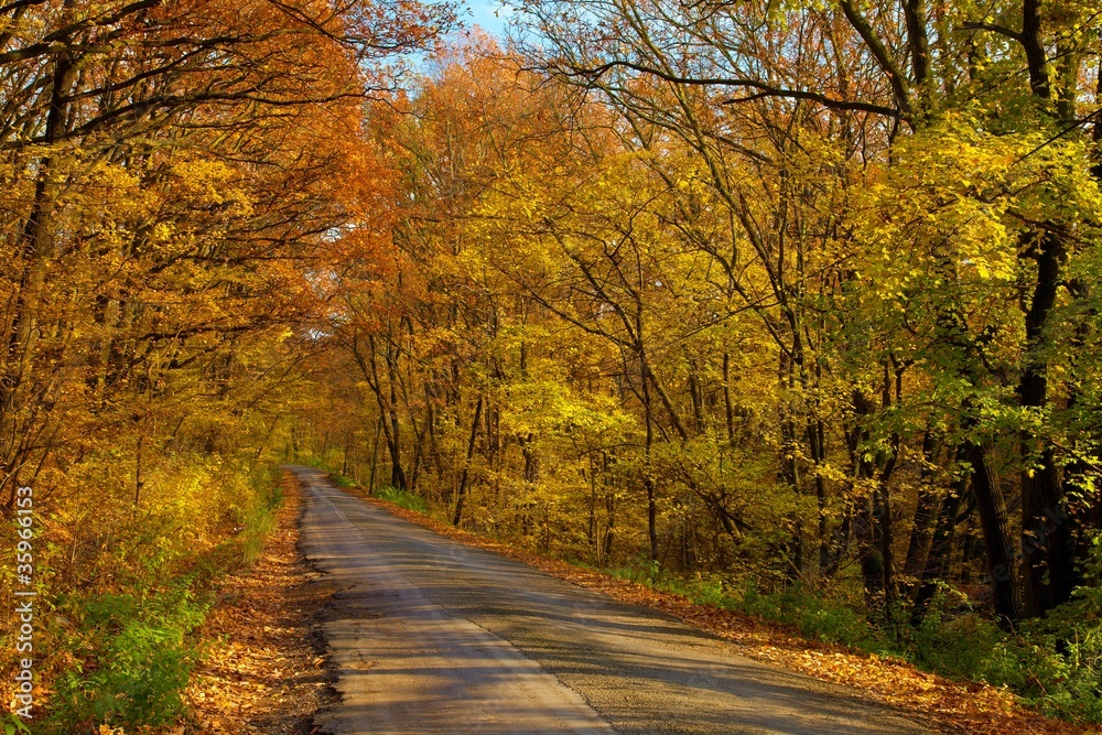 Fototapeta premium Autumn Road