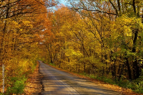 Autumn Road