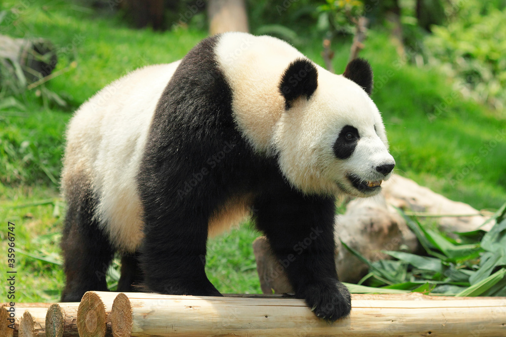 Fototapeta premium panda