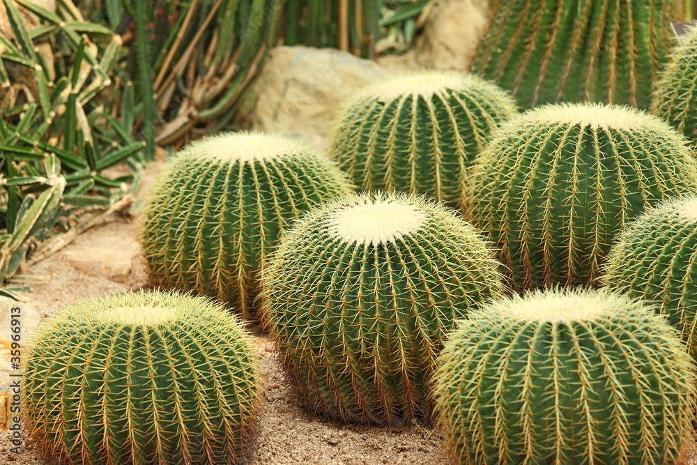 Cactus Cactus