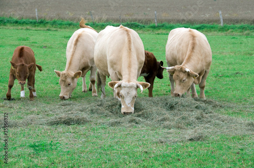 Cows  in the pasture.