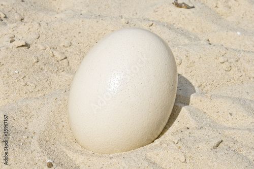 Large ostrich egg.