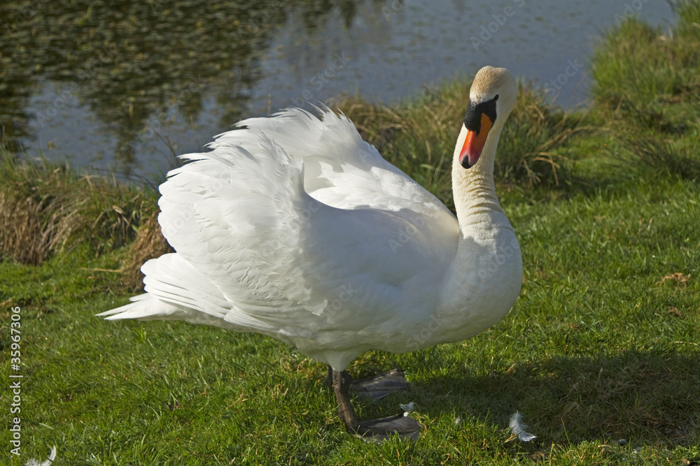 Obraz premium Schwan am Ufer