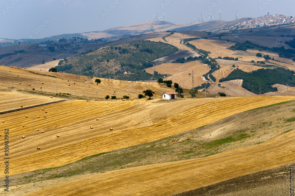 Landscape in Basilicata (Italy) near Forenza at summer