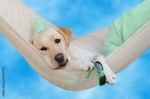 Labrador dolce far niente