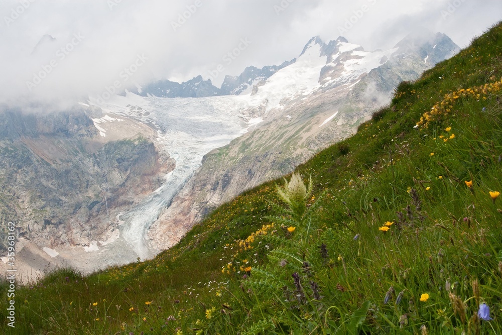 alpejskie kwiaty - obrazy, fototapety, plakaty 