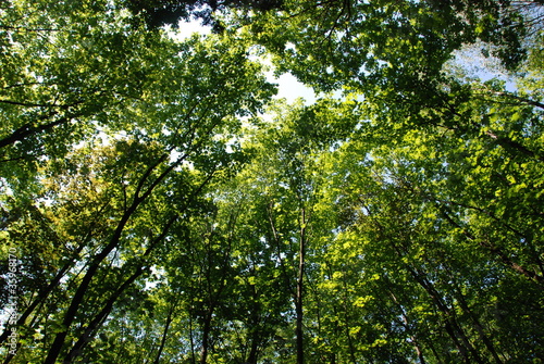 Young green forest