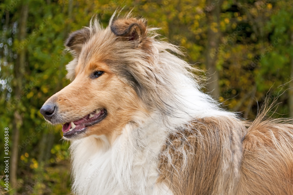 Collie Collie