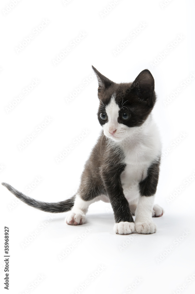 little kitten in white background in studio little kitten in white background in studio