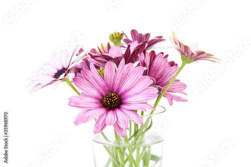 pink daisy in glass vase over white background