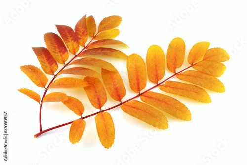 Foto Two twigs of rowan-tree