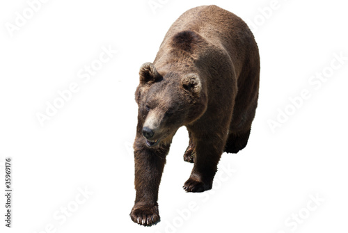 Schilderij op canvas orso