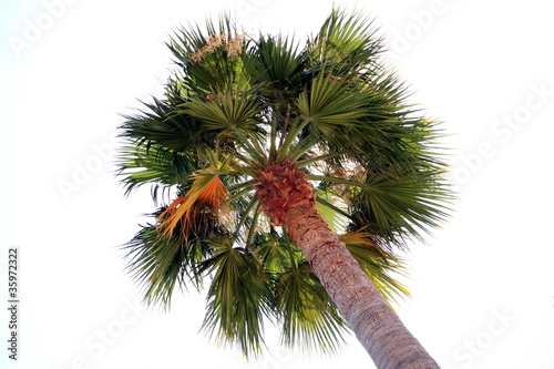 Тропическая пальма на фоне неба
