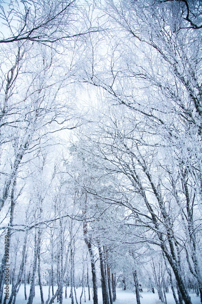 Winter forest, trees in frost.