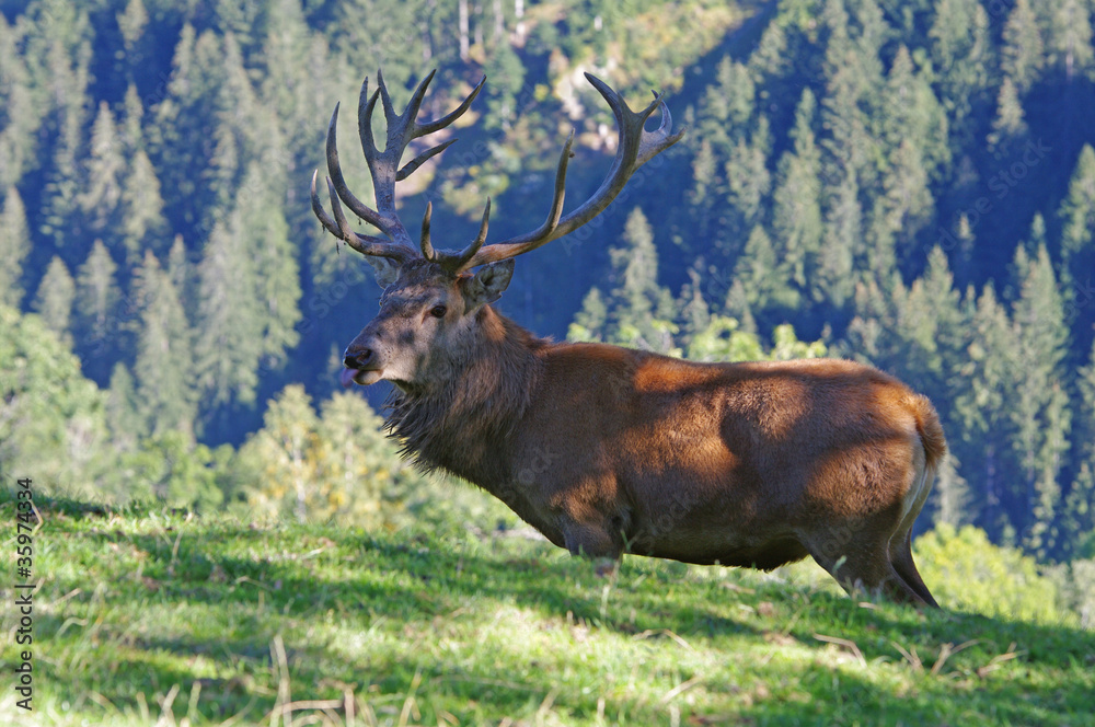 Kapitale Hirsche im Alpenland Tirol Kapitale Hirsche im Alpenland Tirol