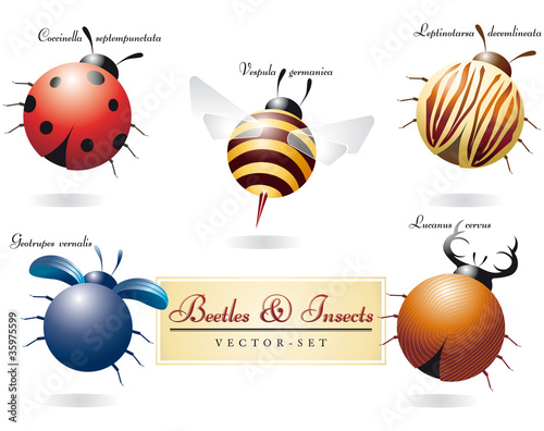 Beetles & Insects