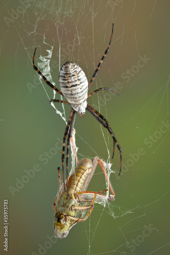 Argiope spider with hopper