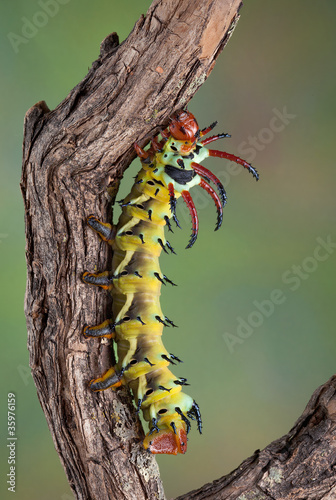 Hickory horned devil on branch