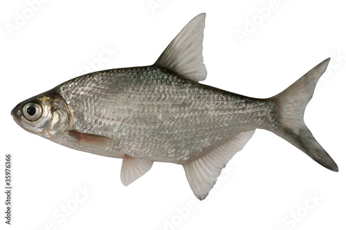 Abramis brama. Bream