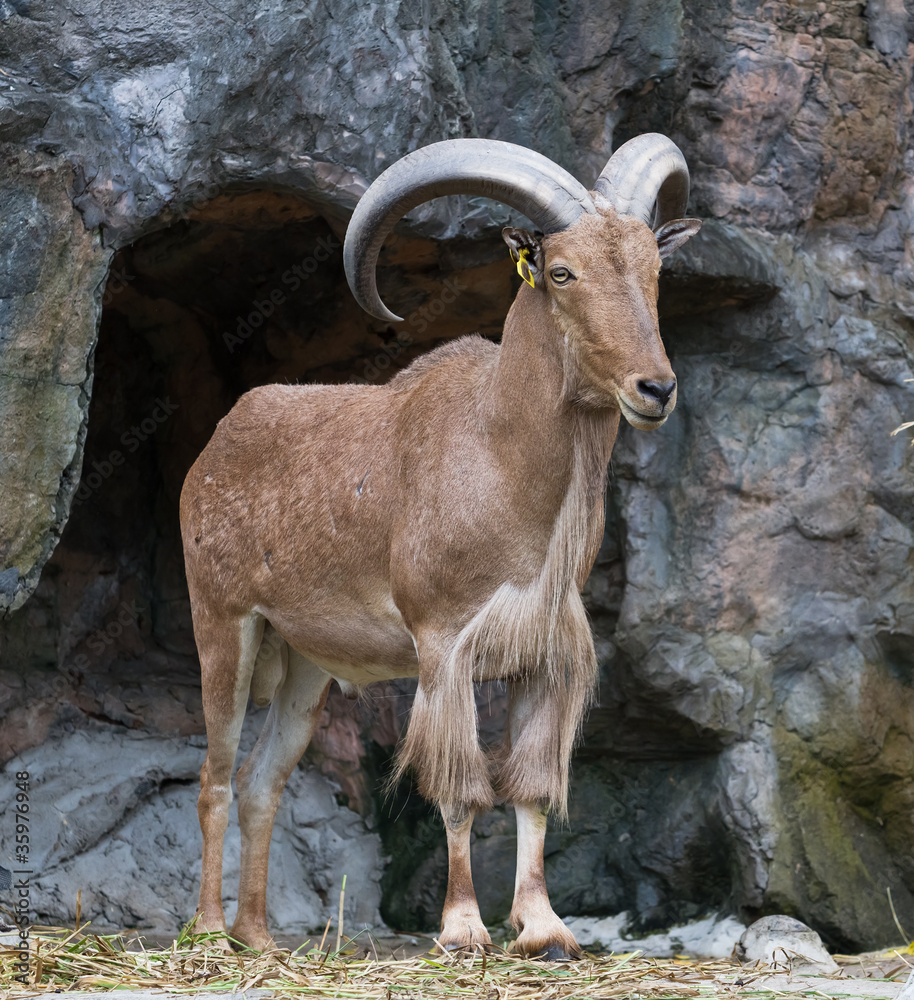 Obraz premium Brown Mountain Goat stand on the rock
