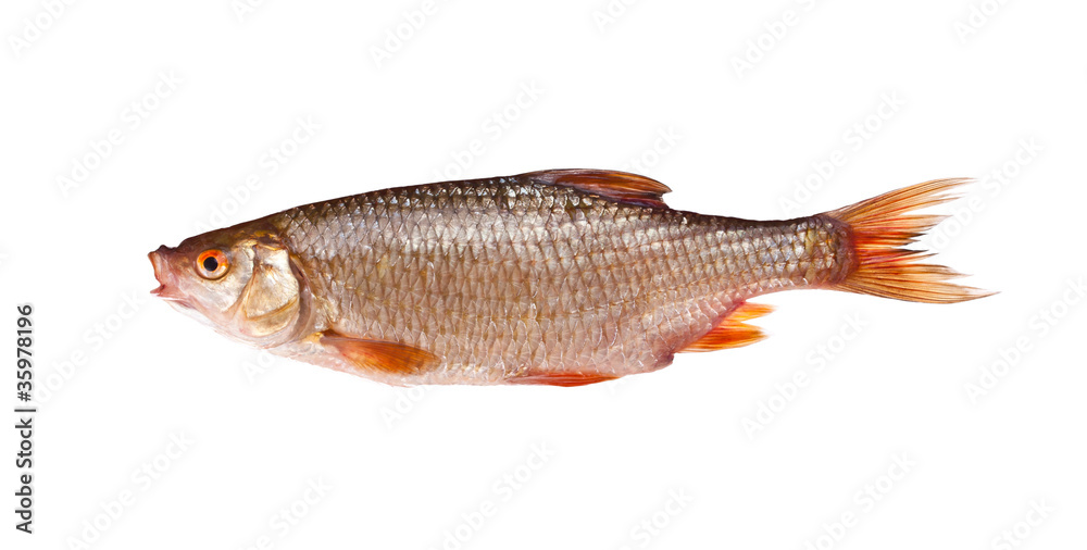 Roach rutilus rutilus Roach rutilus rutilus