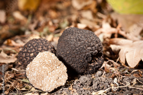 Black truffles photo