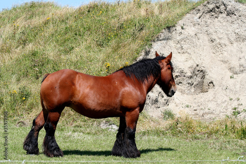 Original Zeeuws Horse in the Dutch village of Zoutelande photo