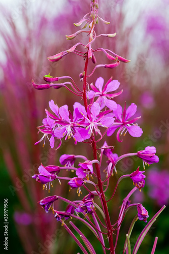 Foto Flowering spikes of fireweed