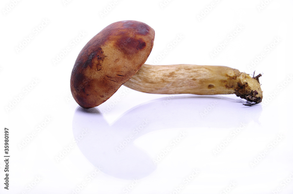 grzyb 1