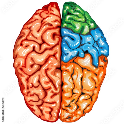 Human brain top view