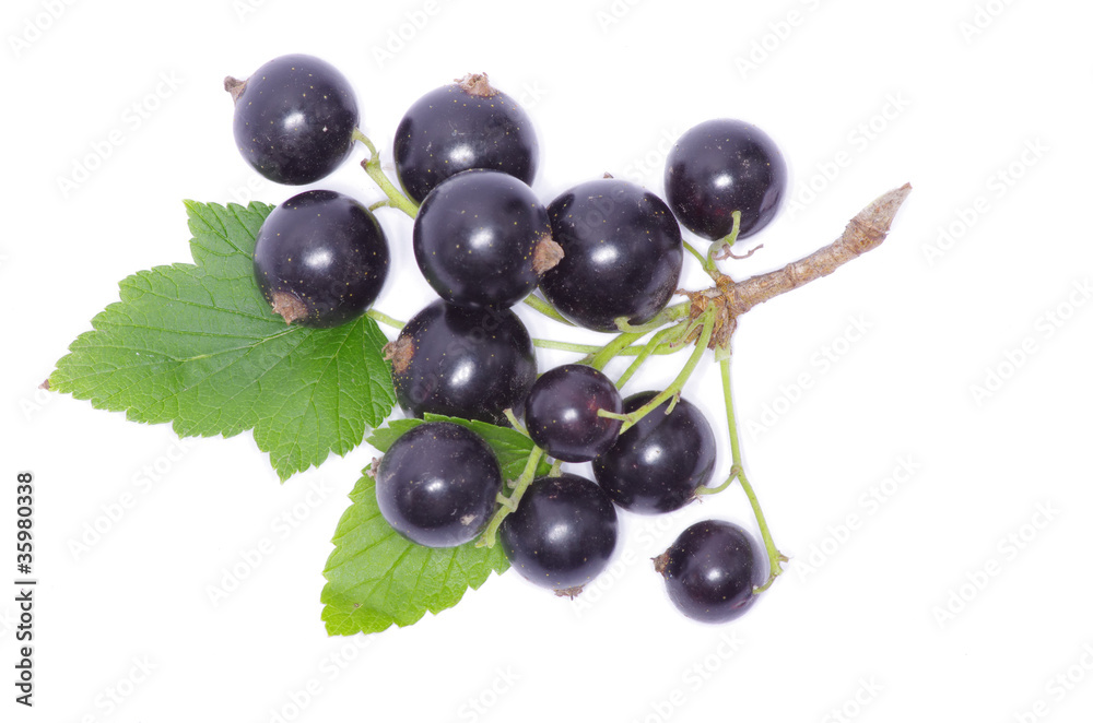 Fototapeta premium black currant