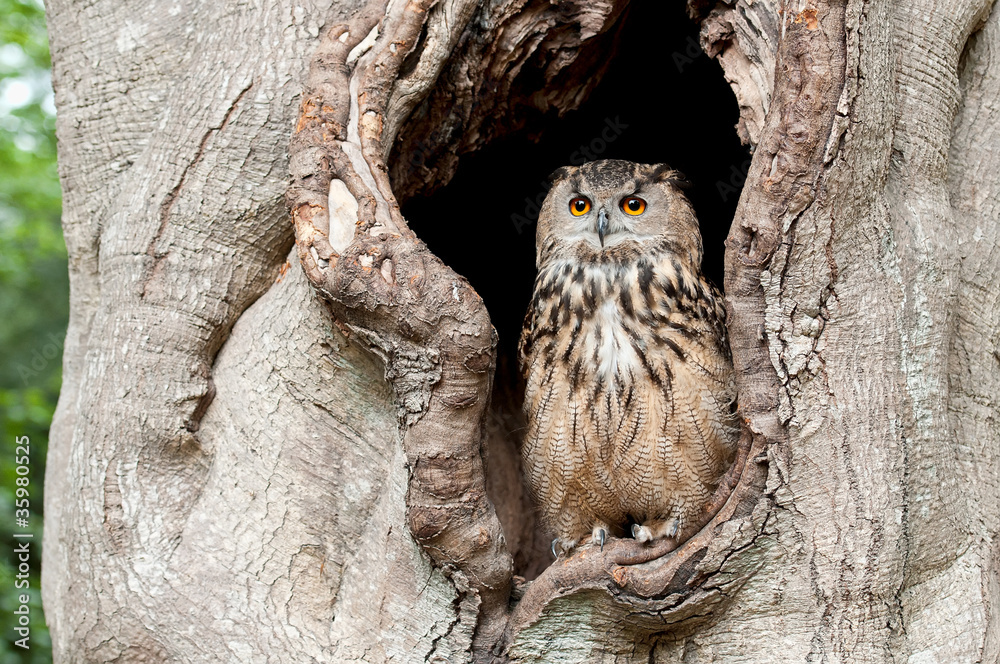 Fototapeta premium Sowa w dziupli