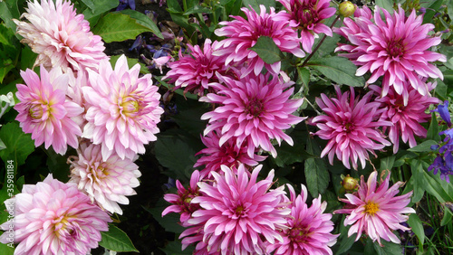 Dahlien  Dahlia variabilis  wei  rosa und hellviolett