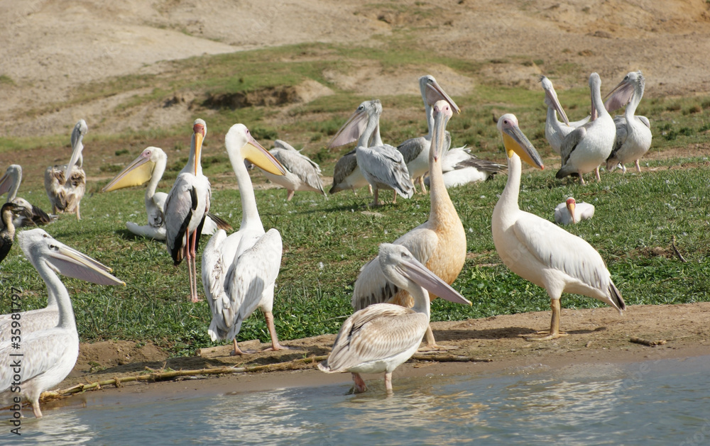 Fototapeta premium Great White Pelicans in Uganda