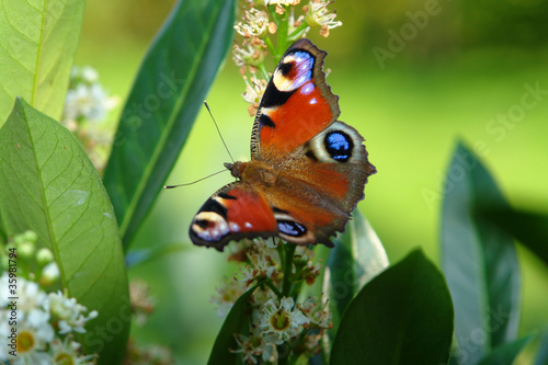 peacock butterfly in green back