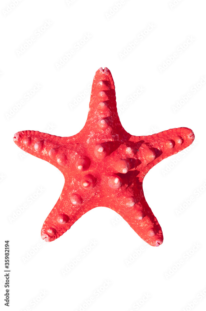 Red starfish isolated on white background Red starfish isolated on white background