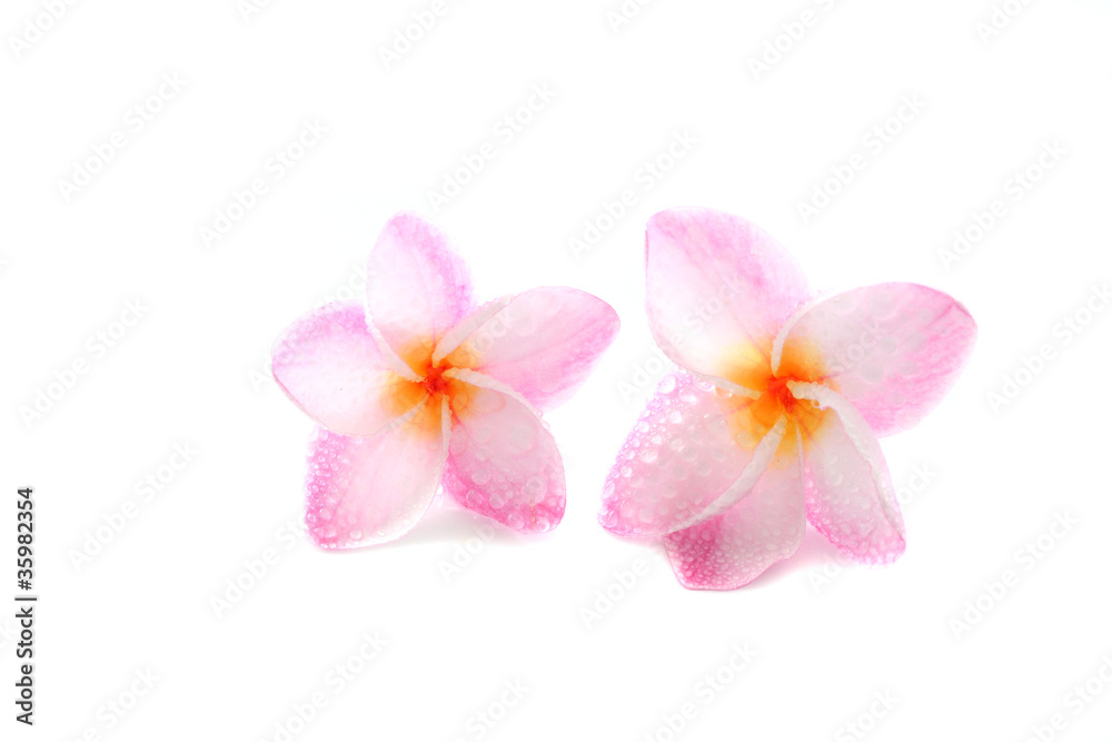 pink flower isolated on white background