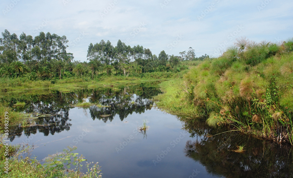 waterside scenery near Rwenzori Mountains