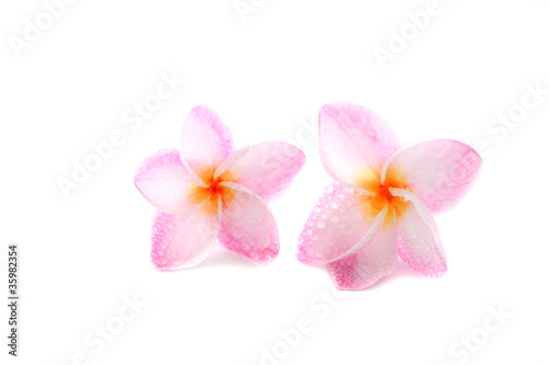 pink flower isolated on white background